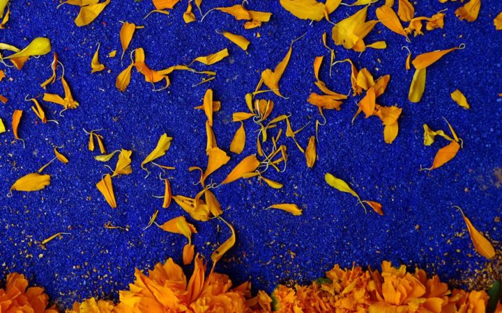 An image of mariglds on top ofa deep blue painted wall, serving as the background